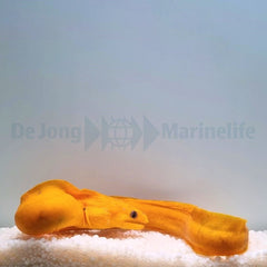 Gymnothorax melatremus