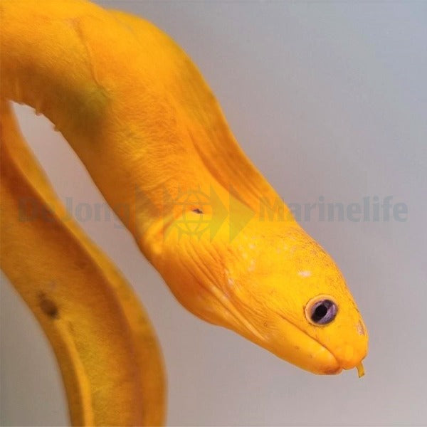 Gymnothorax melatremus