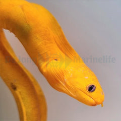 Gymnothorax melatremus