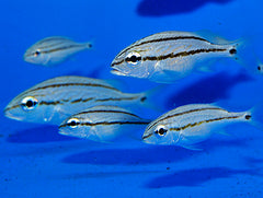 Haemulon flavolineatum
