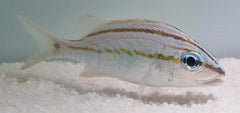 Haemulon flavolineatum