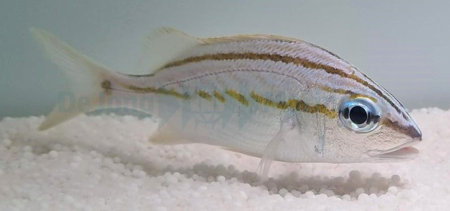 Haemulon flavolineatum - T.B