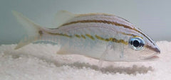 Haemulon flavolineatum - T.B