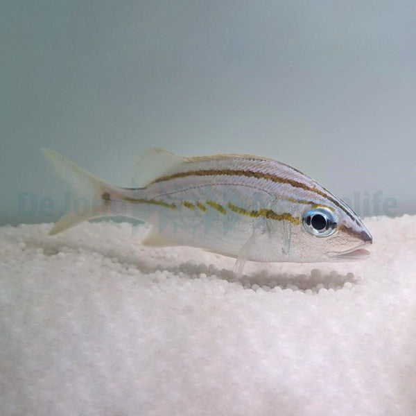 Haemulon flavolineatum