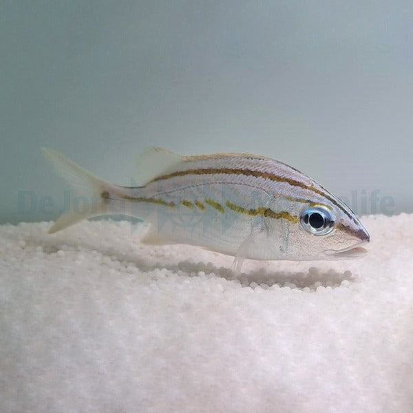 Haemulon flavolineatum - T.B
