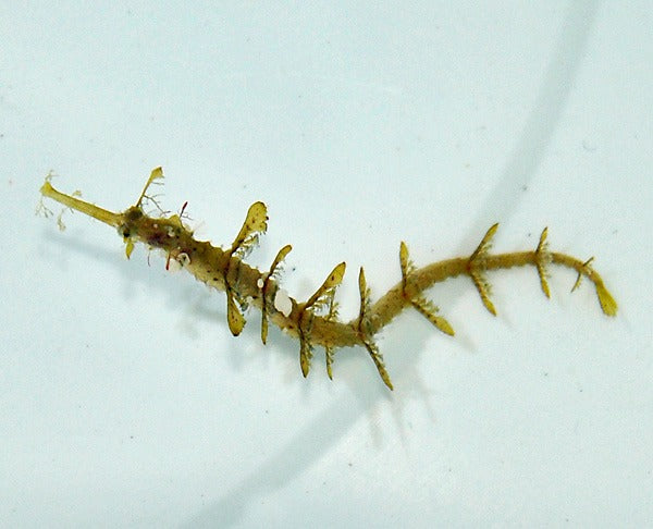 Halicampus macrorhynchus