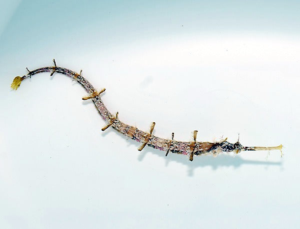 Halicampus macrorhynchus