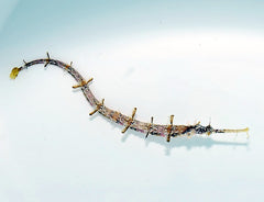 Halicampus macrorhynchus
