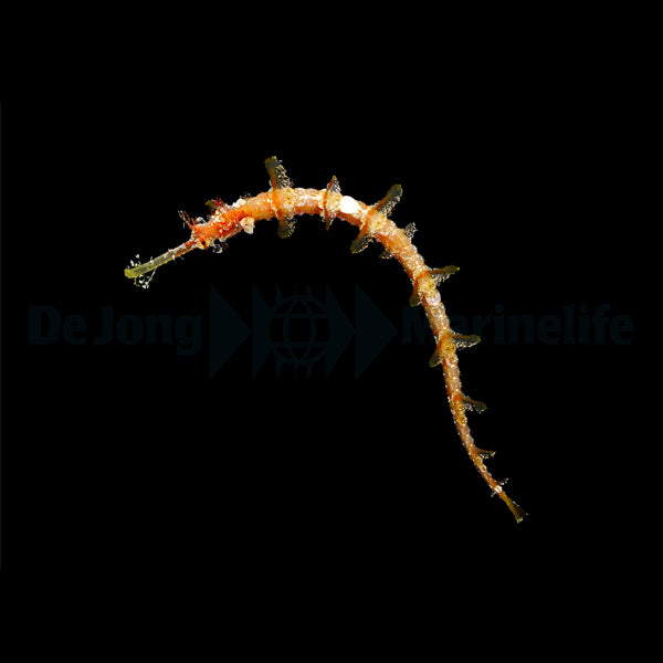 Halicampus macrorhynchus