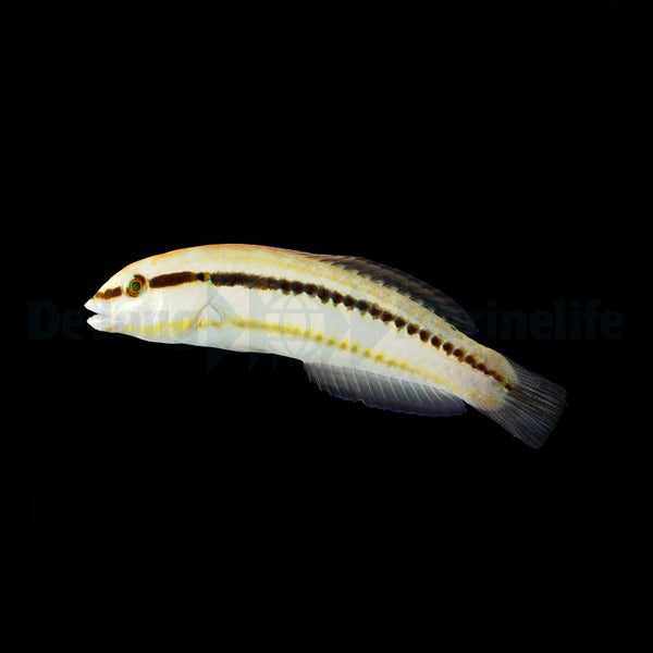 Halichoeres bivittatus