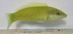 Halichoeres chloropterus