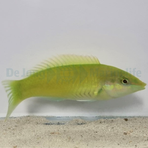 Halichoeres chloropterus