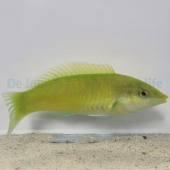 Halichoeres chloropterus