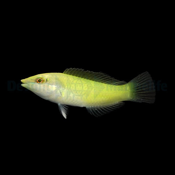 Halichoeres chloropterus