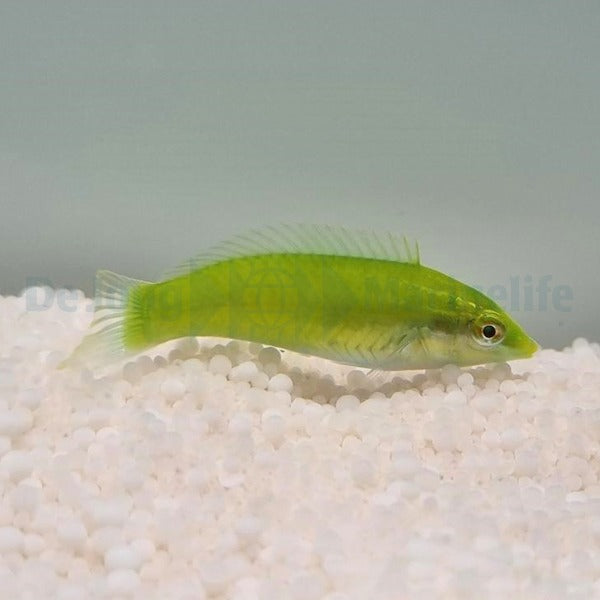 Halichoeres chloropterus
