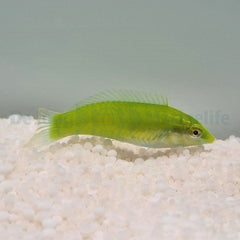 Halichoeres chloropterus