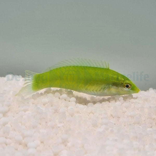 Halichoeres chloropterus