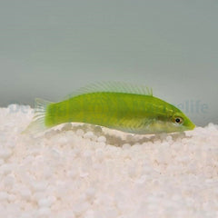 Halichoeres chloropterus
