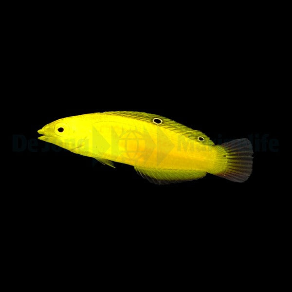 Halichoeres chrysus