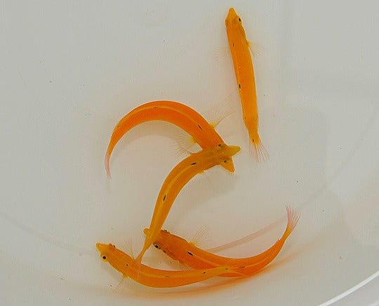 Halichoeres chrysus