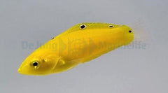 Halichoeres chrysus