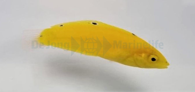 Halichoeres chrysus