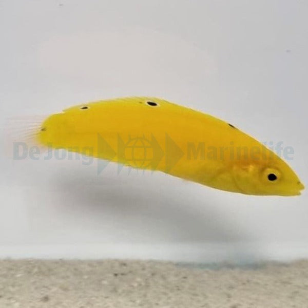 Halichoeres chrysus