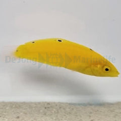 Halichoeres chrysus