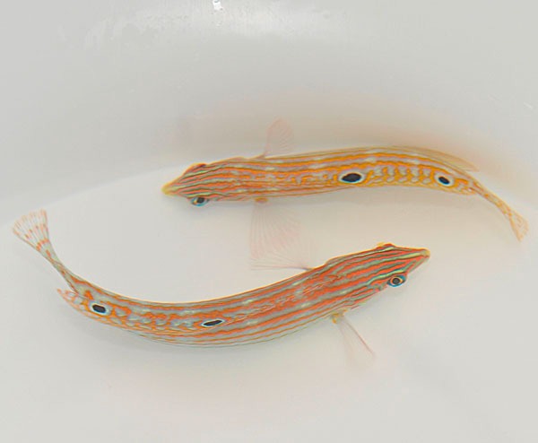 Halichoeres cosmetus