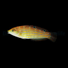 Halichoeres cosmetus