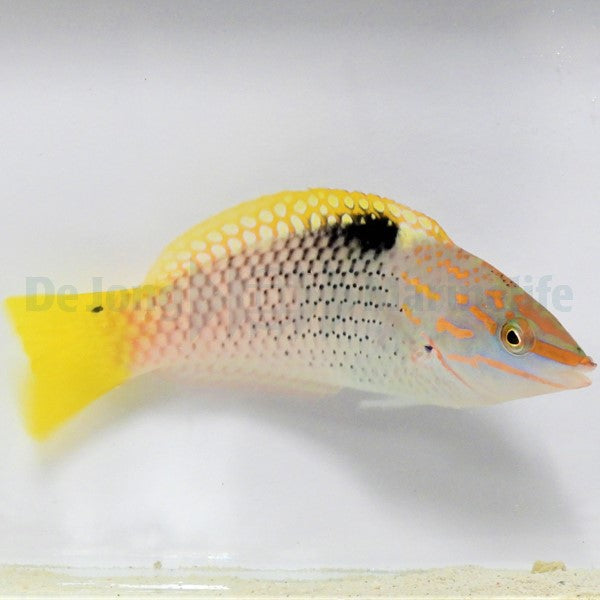 Halichoeres hortulanus
