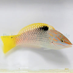 Halichoeres hortulanus