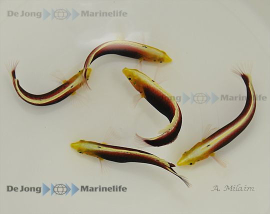 Halichoeres iridis