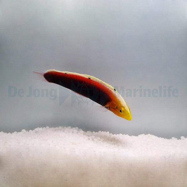 Halichoeres iridis