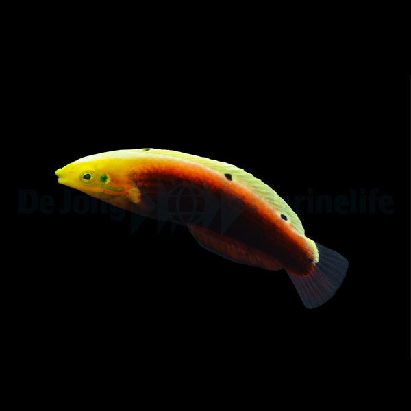 Halichoeres iridis