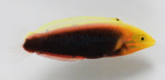 Halichoeres iridis