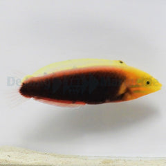 Halichoeres iridis