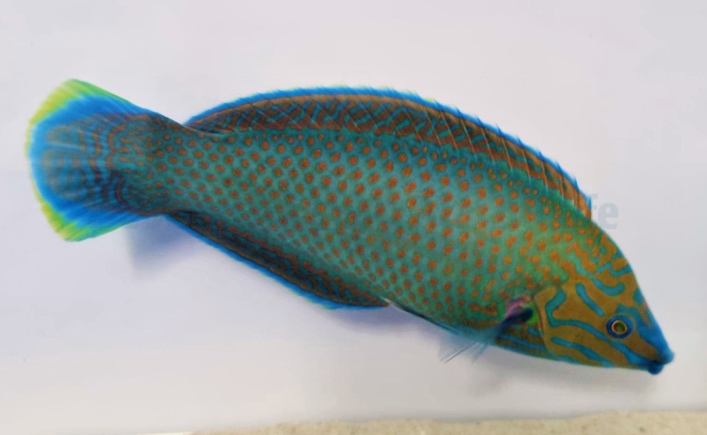 Halichoeres leucurus (male)