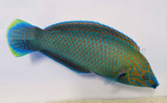 Halichoeres leucurus (male)