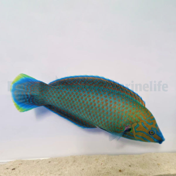 Halichoeres leucurus (male)