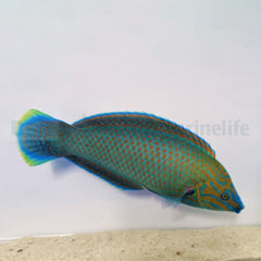 Halichoeres leucurus (male)