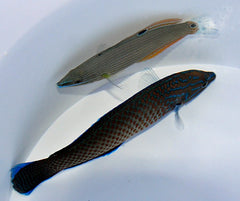 Halichoeres leucurus (Pair)