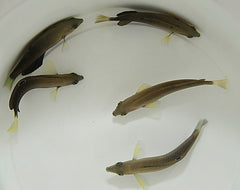 Halichoeres marginatus