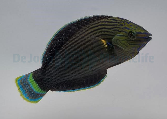 Halichoeres marginatus