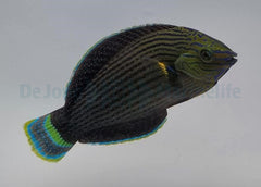 Halichoeres marginatus