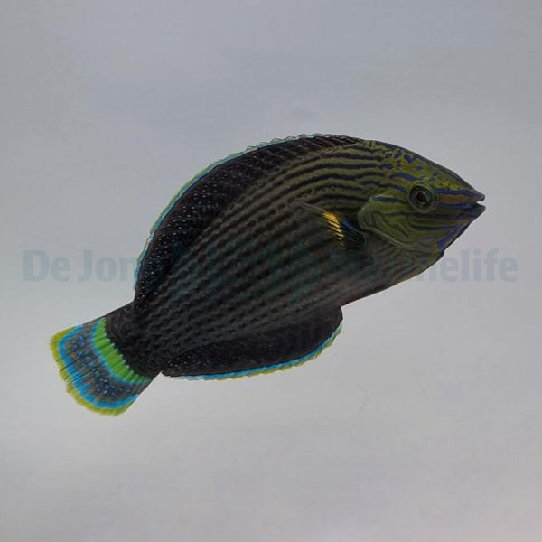 Halichoeres marginatus