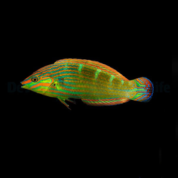 Halichoeres melanurus