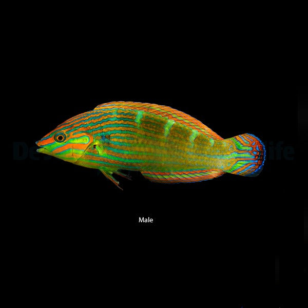 Halichoeres melanurus