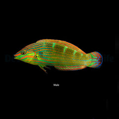 Halichoeres melanurus