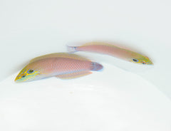 Halichoeres melasmapomus